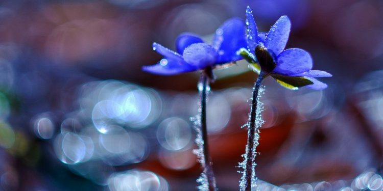 Un univers de cuvinte