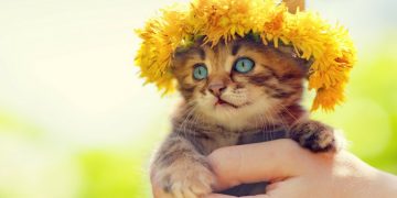 Judecată și compasiune