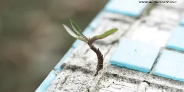 Deciziile și psihologia nevoilor umane